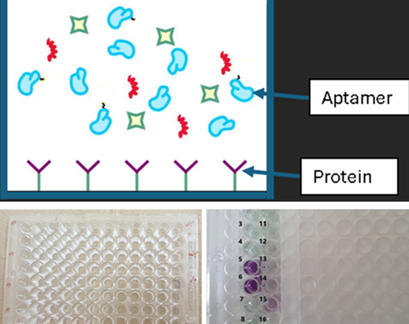 Developing antibody alternatives: Improving the process in a local setting